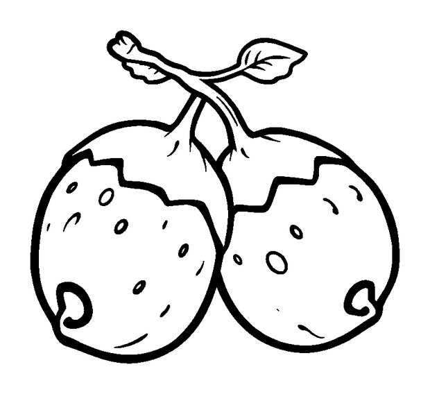 Conkers colouring page — free printable for toddlers