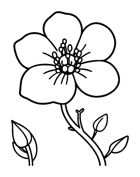 Spring Blossom colouring page — free printable for kids