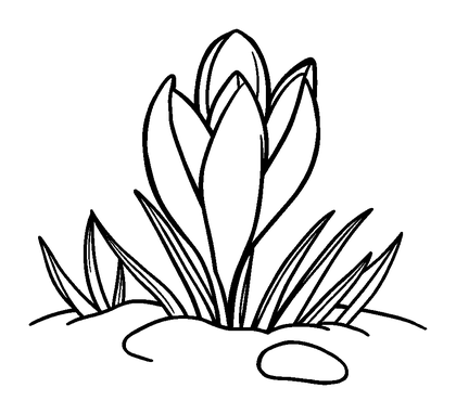 Spring Crocus Snowmelt Colouring Page (Kids, Bold & Easy)