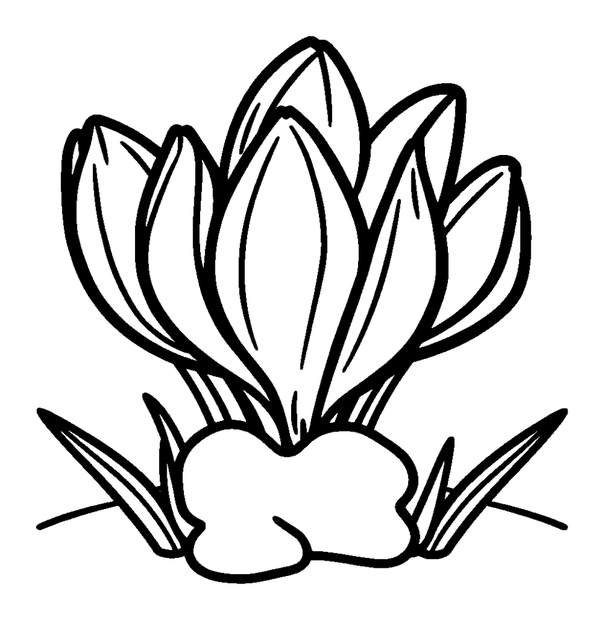 Spring Crocus Snowmelt colouring page — free printable for kids