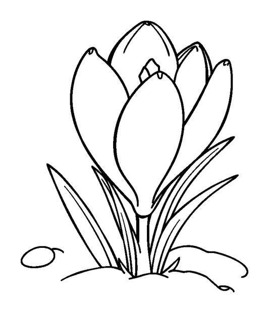 Spring Crocus Snowmelt colouring page — free printable for toddlers