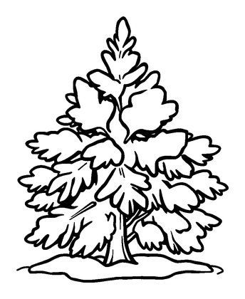 Winter Evergreen Frost Colouring Page (Kids, Bold & Easy)