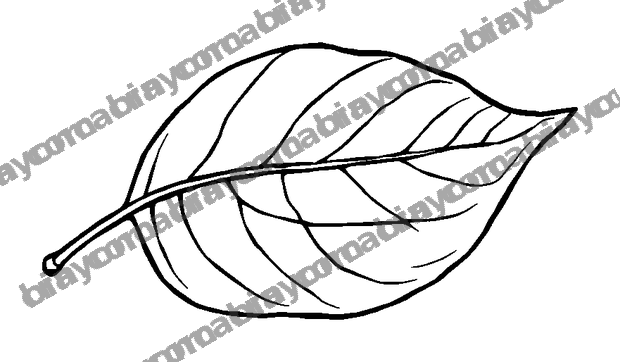 Floating Leaf colouring page — free printable for adults