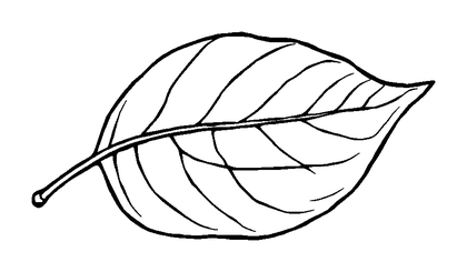 Floating Leaf Colouring Page (Adults, Standard)