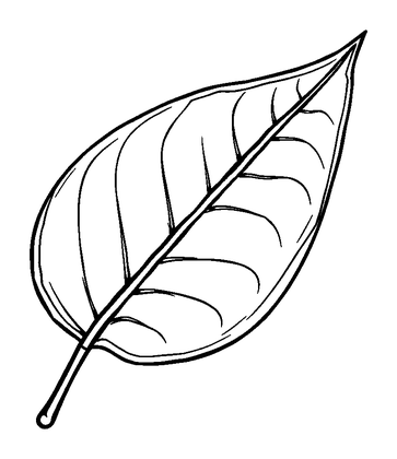 Floating Leaf Colouring Page (Teens, Standard)