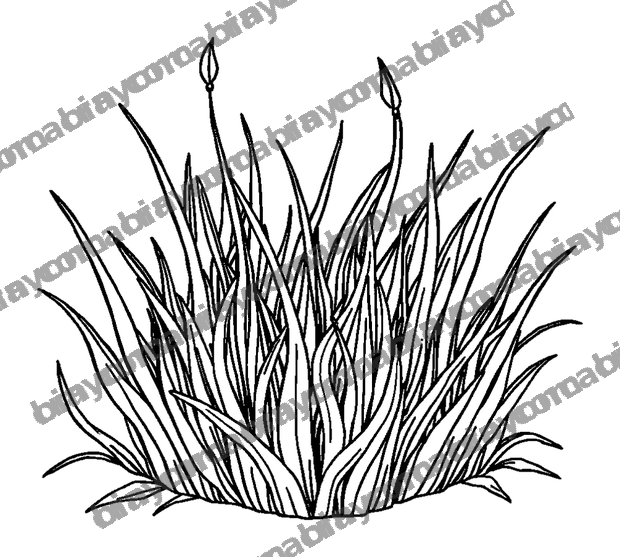 Grounding Barefoot Grass colouring page — free printable for adults