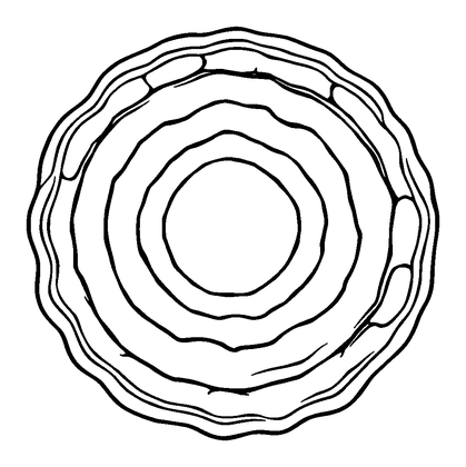 Ripple Circle Colouring Page (Teens, Standard)